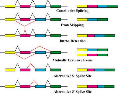 splicing, über die verschiedenen formen des alternativen splicings (rot)