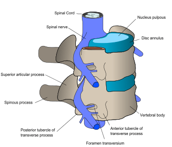 of the vertebrae varies according to placement in the vertebral