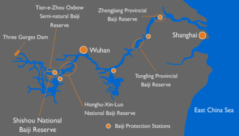 conservation efforts of the baiji along the yangtze river