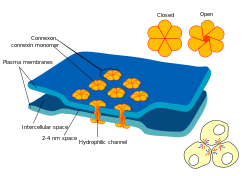 cause a neurotransmitter to be released into the synaptic cleft