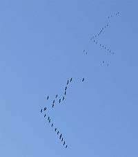 two flocks of common cranes