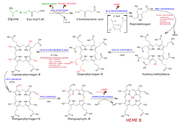 acid dehydratase deficiency porphyria pbg deaminase  cytosol