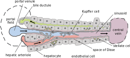 each liver lobe is seen to be made up of hepatic lobules