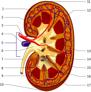 renal pyramid 2. interlobular artery 3. renal artery 4.