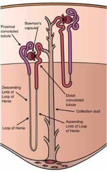 distal convoluted tubule