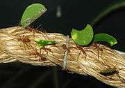 in a mature leafcutter colony, ants are divided into castes