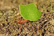 waste management  leafcutter ants have very specific roles in