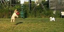 cockapoo midair catching disc with canine onlooker