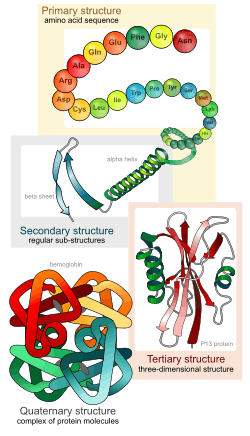 protein structure, from primary to quaternary structure.