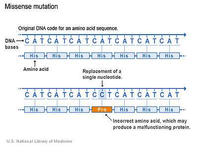 missense mutation,heterozygous this image shows an example of missense mutation.