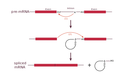diagram illustrating the two-step biochemistry of splicing