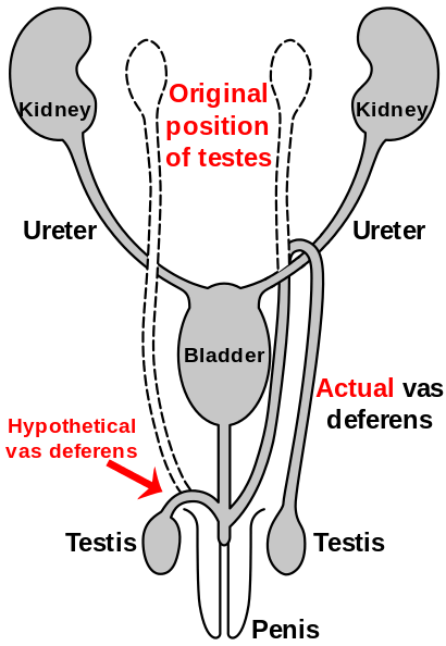 figure 2g: route of the vas deferens from the testis to the