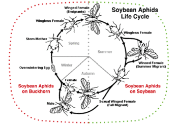 soybean aphid lifecycle