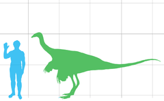 似鸵龙属 struthiomimus