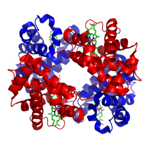 血红蛋白结构图.