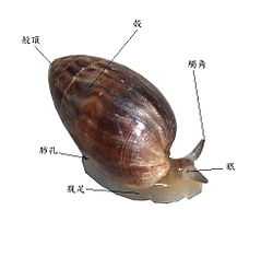 真肺目( eupulmonata)占了蜗牛的大多数,有螺旋形外壳,没有口盖.