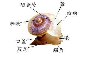 珍珠蜑螺超目 neritopsina)的蜗牛种类较少,体形大部分很小,不容易被