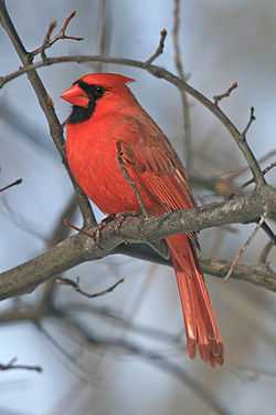 北美红雀(学名 cardinalis cardinalis)是北美洲红鸟属下的一种鸟类.