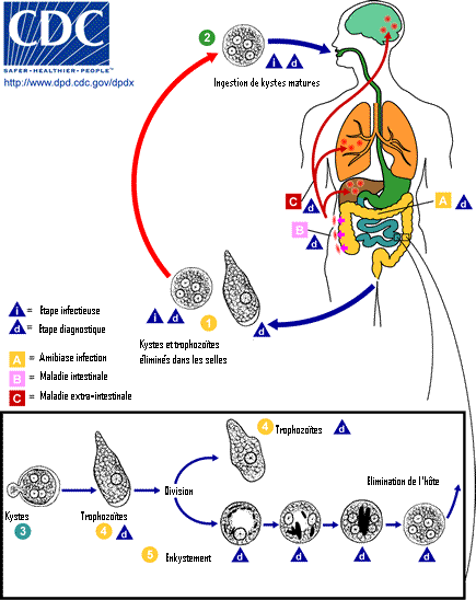 感染痢疾阿米巴原虫