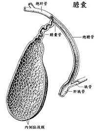 结构 胆囊是一个有弹性的梨形囊袋.