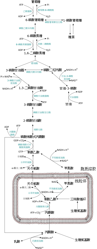 糖异生途径概览