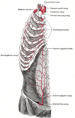 the internal mammary artery and its branches.