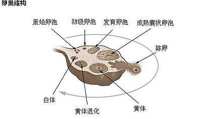 卵巢中处于各个阶段的卵泡