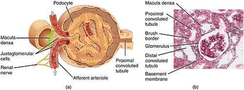 入球小动脉(interlobular artery)在流入肾小球后分岔为微血管,入球