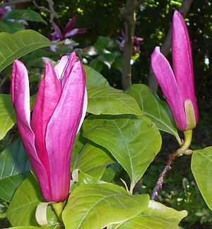 magnolia atropurpurea