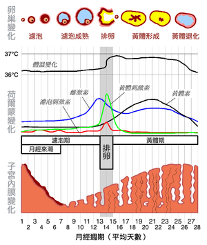 是动情周期中的一个重要阶段(在人类以及灵长类动物之间称为月经周期)