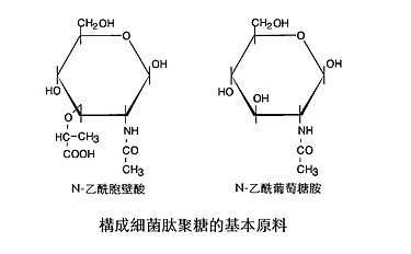 图1:n-乙酰胞壁酸和n-乙酰葡萄糖胺的结构式