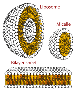 磷脂的自组织,分别是球型的脂质体(liposome,胶束(micelle)及脂质双