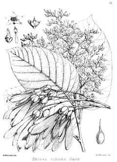 钵罗叉树,波罗叉树,摩诃娑罗树,沙罗树,鹤林,鹄树,无忧树,为龙脑香科