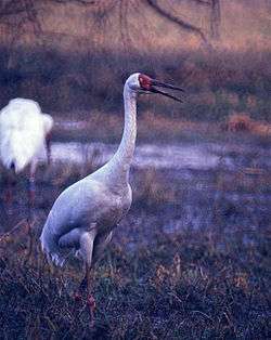 grus leucogeranus),又称西伯利亚白鹤(英文:siberian white crane)