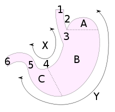 人胃的解剖部分:1:食道, 2:希斯角, 3:贲门, 4:胃角, 5:幽门, a:胃