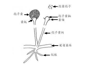 根霉属(学名: rhizopus)真菌主要外观特征为具有假根(rhizoid)及匍匐