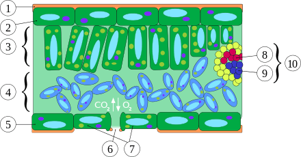 6 spalt der spaltffnung, 7schliezellen, 8 xylem, 9phloem