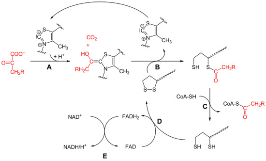 n decarboxylierung wird vom pyruvat(c 3 kohlenstoffdioxid(co