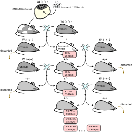 heterozygous图片