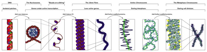 the major structures in dna compaction: dna, the nucleosome, the