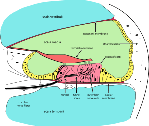 organ of corti