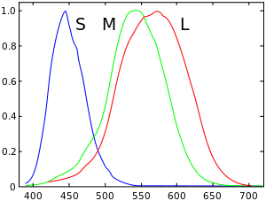 Normalized typical human cone cell responses (S, M, and L types) to monochromatic spectral stimuli