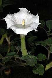 Datura