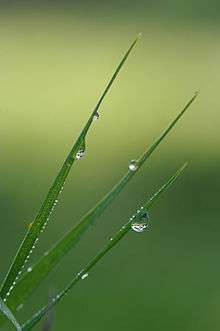Showing guttation in a plant.