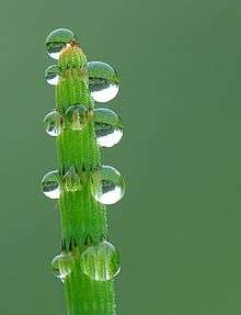 Guttation on Equisetum