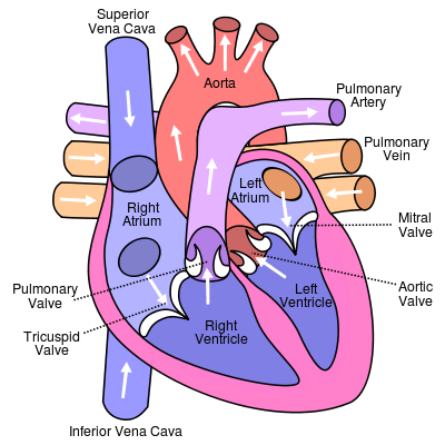 human heart