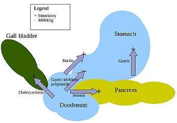 action of the major digestive hormones