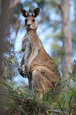 macropus is a marsupialgenus that belongs to the family macropod