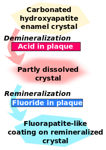 and remineralization of dental enamel in the presence of acid