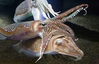interacting cuttlefish
